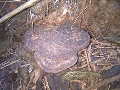 Agaricomycetes