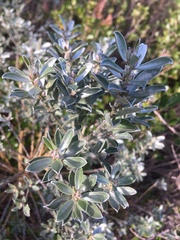 Podalyria sericea