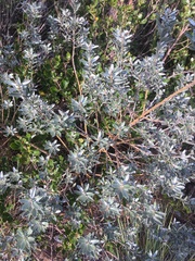 Podalyria sericea