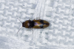 Paradonus inops