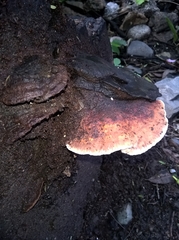 Agaricomycetes