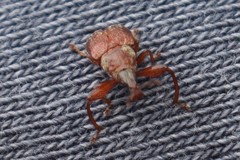 Himatolabus pubescens