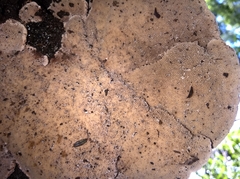 Agaricomycetes