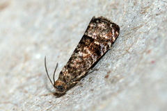 Grapholita packardi