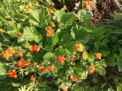 Geum coccineum