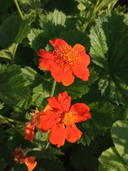 Geum coccineum