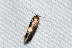 Elachistinae