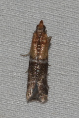 Moodna pallidostrinella