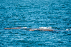 Berardius bairdii