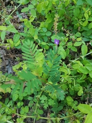 Albizia julibrissin julibrissin