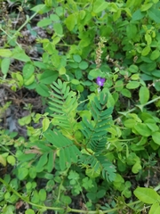 Albizia julibrissin julibrissin
