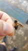 Philippine Giant Honey Bee - Photo (c) paulengler, some rights reserved (CC BY-NC), uploaded by paulengler