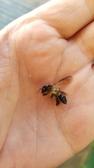 Apis dorsata breviligula