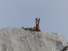 Rupicapra pyrenaica