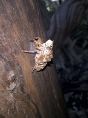 Cicadinae