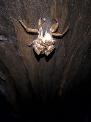 Cicadinae