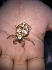 Cicadinae