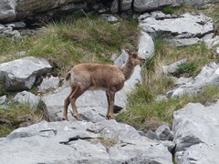 Rupicapra pyrenaica