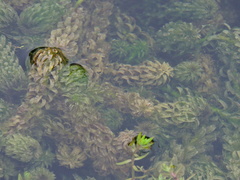 Lagarosiphon major