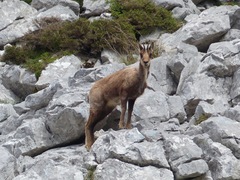 Rupicapra pyrenaica
