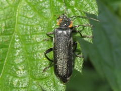 Cantharis obscura