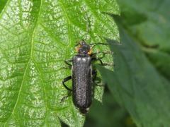 Cantharis obscura