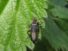 Cantharis obscura