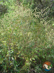 Asterohyptis stellulata