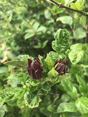 Calycanthus