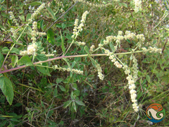 Asterohyptis stellulata