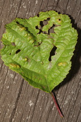 Taphrina tosquinetii