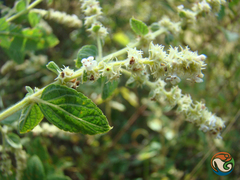 Asterohyptis stellulata