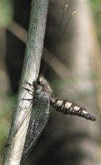 Suhpalacsa lyriformis