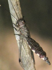 Suhpalacsa lyriformis