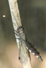 Suhpalacsa lyriformis