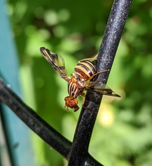 Idana marginata