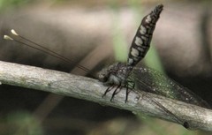 Suhpalacsa lyriformis