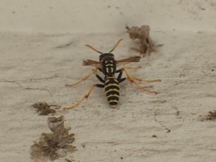 Polistes dominula