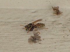 Polistes dominula
