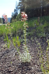 Ipomopsis aggregata formosissima