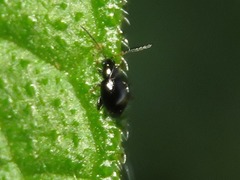 Longitarsus anchusae