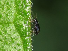 Longitarsus anchusae