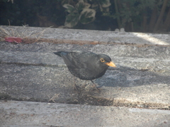 Turdus merula