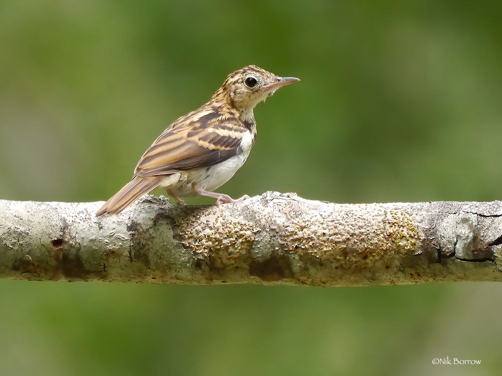 Sokoke Pipit photo