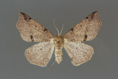 Caripeta triangulata