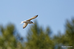 Sternula albifrons