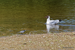 Chroicocephalus ridibundus