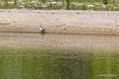 Sterna hirundo