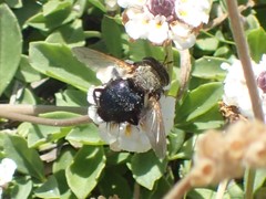 Archytas analis