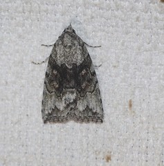 Calathusa basicunea